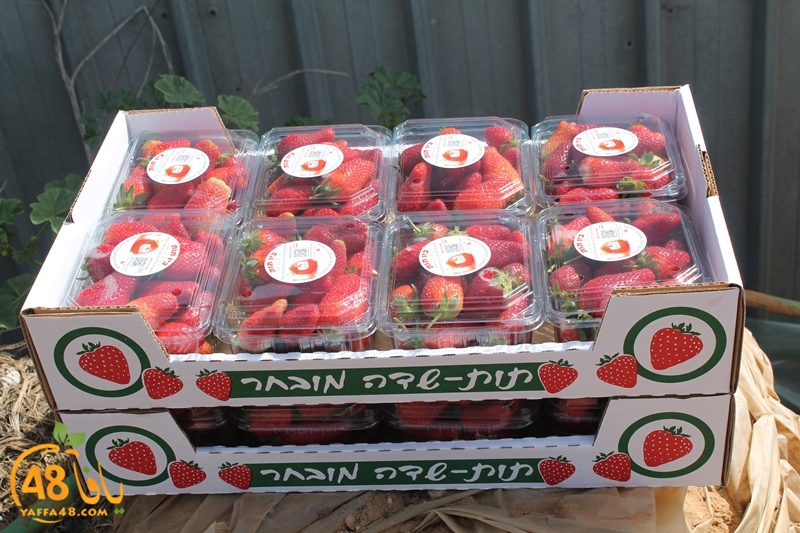 a7bab aqsa farawla (23).JPG